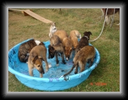 kids in the pool * 640 x 480 * (143KB)